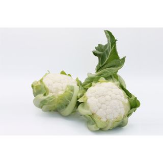 Compra COLIFLOR DENVER F1 (2.500 Semillas) en la tienda online Fito Agrícola