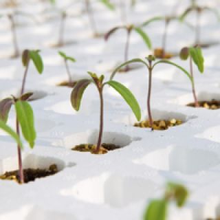 Compra TOMATE DRO141TX (1.000 Semillas) en la tienda online Fito Agrícola