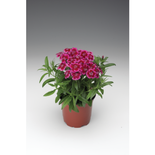 Compra DIANTHUS BARBARINI REDROSE BICOLOR (1000 Semillas). en la tienda online Fito Agrícola