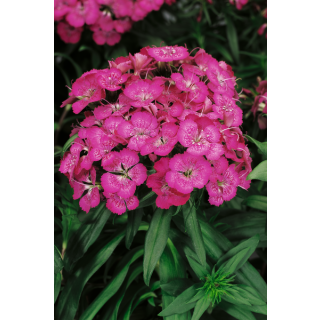Compra DIANTHUS BARBARINI ROSE (1000 Semillas). en la tienda online Fito Agrícola