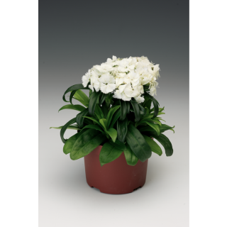 Compra DIANTHUS BARBARINI WHITE (1000 Semillas). en la tienda online Fito Agrícola