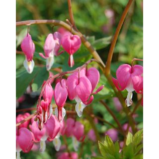 Compra DICENTRA SPECTABILIS (25 Unid.). en la tienda online Fito Agrícola