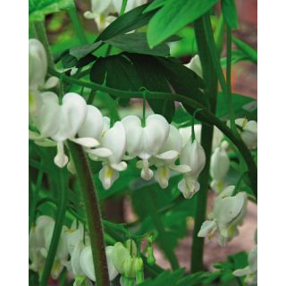 Compra DICENTRA SPECTABILIS ALBA (25 Unid.). en la tienda online Fito Agrícola