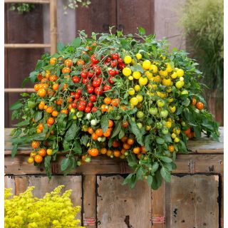 Compra TOMATE DONNA F1 (1000 Semillas). en la tienda online Fito Agrícola