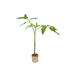 Compra TOMATE DYNAFORT F1 Pildorado (10.000 Semillas). en la tienda online Fito Agrícola