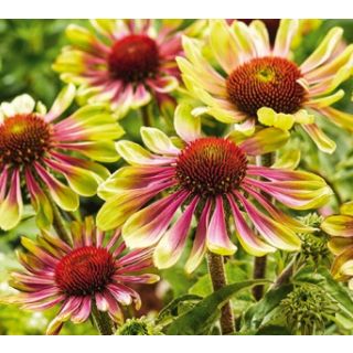 Compra ECHINACEA GREEN TWISTER (25 Unid.). en la tienda online Fito Agrícola
