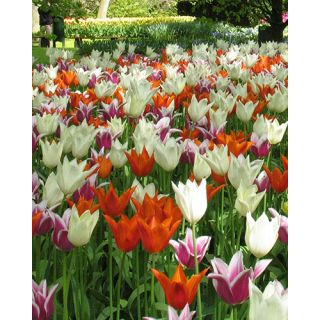 Compra ELEGANT LILIES (100 Unid.). en la tienda online Fito Agrícola