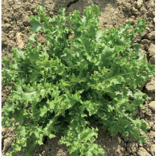 Compra ESCAROLA ROMANESCA DA TAGLIO (500 gr.) en la tienda online Fito Agrícola