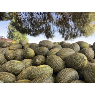 Compra MELÓN CORRALES F1 (1000 Semillas). en la tienda online Fito Agrícola