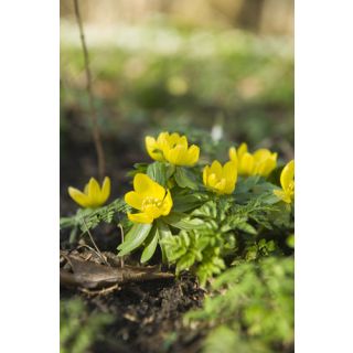 Compra ERANTHIS CILICICA (100 Unid.). en la tienda online Fito Agrícola