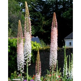 Compra EREMURUS ROBUSTUS (10 Unid.). en la tienda online Fito Agrícola