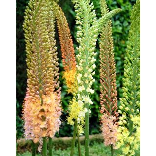 Compra EREMURUS MIX (10 Unid.). en la tienda online Fito Agrícola