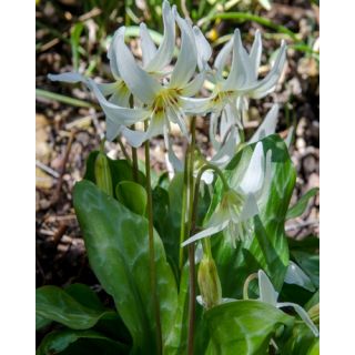 Compra ERYTHRONIUM REVOLUTUM WHITE BEAUTY (50 Unid.). en la tienda online Fito Agrícola