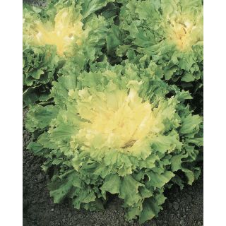 Compra ESCAROLA ALASKA Pildorada (25.000 Semillas) en la tienda online Fito Agrícola