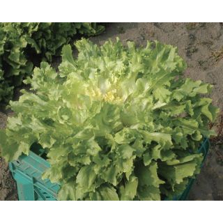 Compra ESCAROLA ARTICA Pildorada (5.000 Semillas) en la tienda online Fito Agrícola