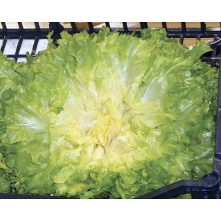 Compra ESCAROLA ASCOLBIONDA Pildorada (5.000 Semillas) en la tienda online Fito Agrícola