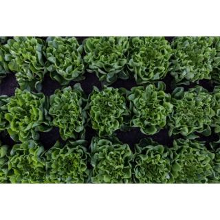 Compra ESCAROLA AUDACI RZ Pildorada (5.000 Semillas). en la tienda online Fito Agrícola