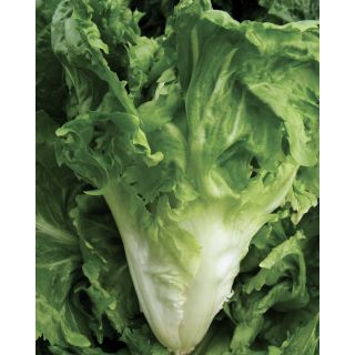 Compra ESCAROLA CORNETTO DI BORDEAUX Pildorada (5.000 Semillas) en la tienda online Fito Agrícola