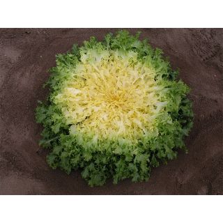 Compra ESCAROLA ENRI Pildorada (10.000 Semillas) en la tienda online Fito Agrícola