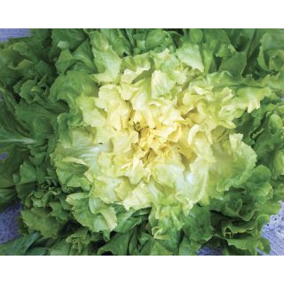 Compra ESCAROLA GIGANTE DEGLI ORTOLANI Sel. Coppa Pildorada (5.000 Semillas) en la tienda online Fito Agrícola