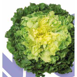 Compra ESCAROLA KEILURE Pildorada (10.000 Semillas) en la tienda online Fito Agrícola