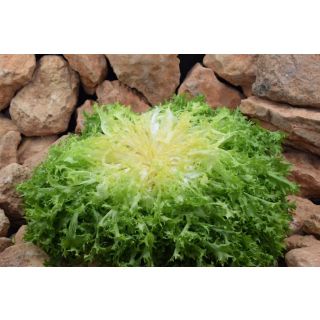 Compra ESCAROLA LAGODA Pildorada (1000 Semillas) en la tienda online Fito Agrícola