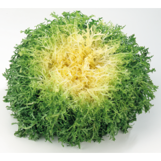 Compra ESCAROLA LASSIE (5.000 Semillas). en la tienda online Fito Agrícola