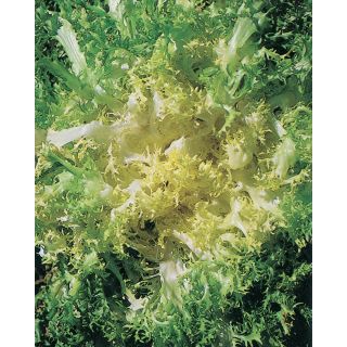 Compra ESCAROLA PANCALIERI A COSTA BIANCA Sel. Sania (50 gr.) en la tienda online Fito Agrícola