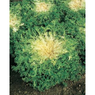 Compra ESCAROLA POLO Pildorada (25.000 Semillas) en la tienda online Fito Agrícola