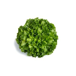 Compra ESCAROLA STOMBI RZ Pildorada (5.000 Semillas). en la tienda online Fito Agrícola