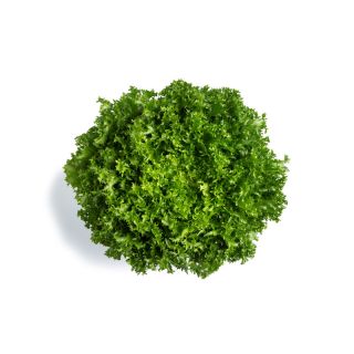 Compra ESCAROLA TIKODAL RZ Pildorada (5.000 Semillas). en la tienda online Fito Agrícola