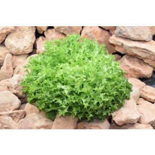 Compra ESCAROLA WALLONNE R.A. Pildorada (5.000 Semillas) en la tienda online Fito Agrícola