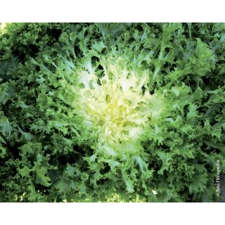 Compra ESCAROLA WALLONNE Pildorada (25.000 Semillas) en la tienda online Fito Agrícola