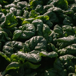 Compra ESPINACA TALIABU F1 BABY LEAF (1.000.000 Semillas) en la tienda online Fito Agrícola