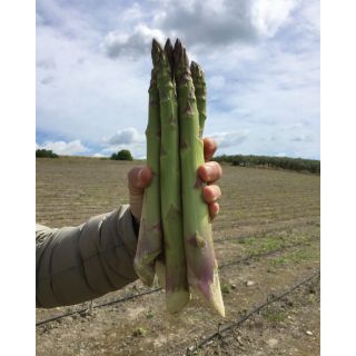 Compra ESPÁRRAGO GRANDE F1 (1.000 Semillas). en la tienda online Fito Agrícola