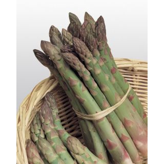 Compra ESPÁRRAGO UC 157 F1 (1000 Semillas). en la tienda online Fito Agrícola
