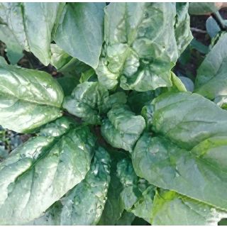 Compra ESPINACA KODRA F1 Calibrada (1 Kgr.). en la tienda online Fito Agrícola