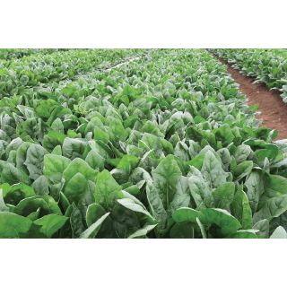 Compra ESPINACA CALAF F-1 (50.000 Semillas) en la tienda online Fito Agrícola