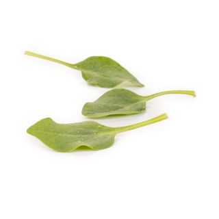 Compra ESPINACA FANFIN RZ F1 (1.000.000 Semillas) en la tienda online Fito Agrícola