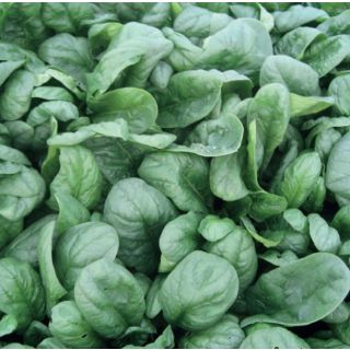 Compra ESPINACA MUSKA F1 (5 Kgr.). en la tienda online Fito Agrícola