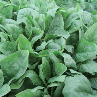 Compra ESPINACA PIKTOR F1 Calibrada (1 Kgr.). en la tienda online Fito Agrícola