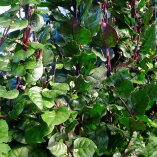 Compra BASELLA RUBRA (Espinaca Roja de Malabar) AB (50 Semillas). en la tienda online Fito Agrícola