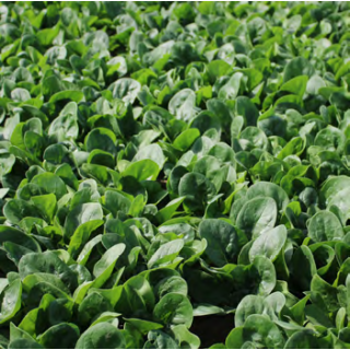 Compra ESPINACA SEGINUS F1 (1.000.000 Semillas) en la tienda online Fito Agrícola