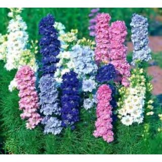 Compra ESPUELA DE CABALLERO DWARF MEZCLA (100 gr.). en la tienda online Fito Agrícola