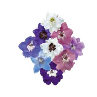 Compra ESPUELA DE CABALLERO MAGIC FOUNTAIN MIX (1000 Semillas). en la tienda online Fito Agrícola