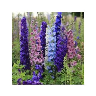 Compra ESPUELA DE CABALLERO TALL MIXED MEZCLA (100 gr.). en la tienda online Fito Agrícola