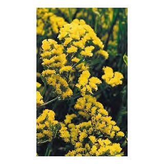 Compra ESTATICE QIS AMARILLA (1000 Semillas). en la tienda online Fito Agrícola