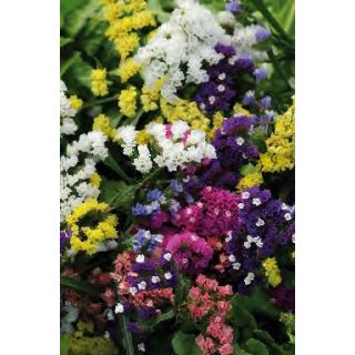 Compra ESTATICE QIS MIX (1000 Semillas). en la tienda online Fito Agrícola