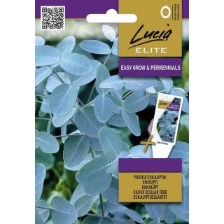 Compra EUCALYPTUS Silver Dollar (10 Semillas). en la tienda online Fito Agrícola