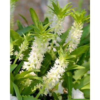 Compra EUCOMIS AUTUMNALIS (25 Unid.) en la tienda online Fito Agrícola